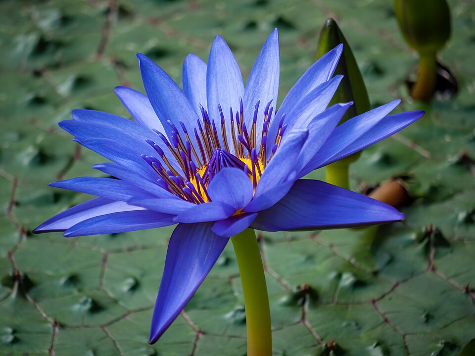 Blue Lotus flower compounds and alkaloid profile