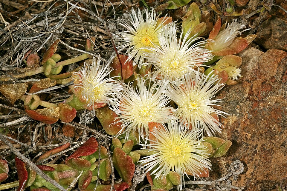 Kanna plant (Sceletium tortuosum) cultivation