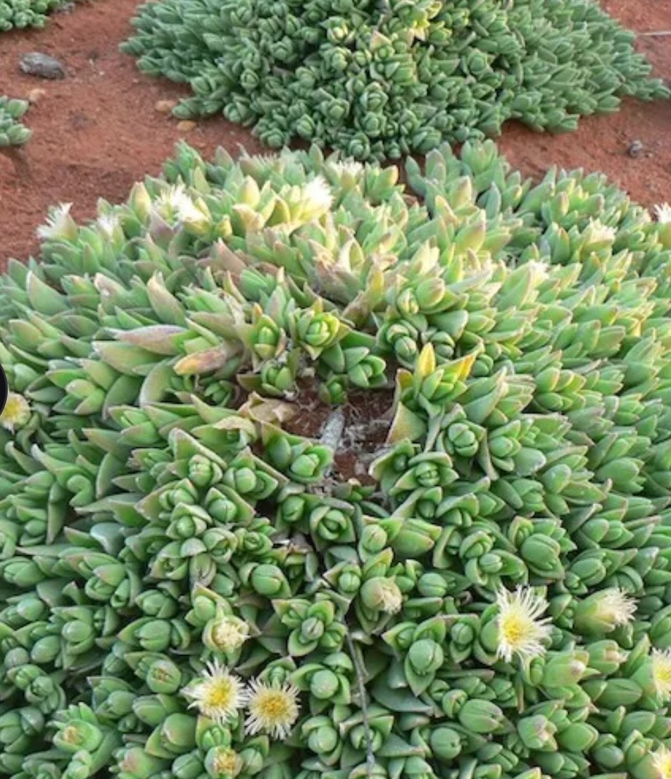 Dried botanical specimens