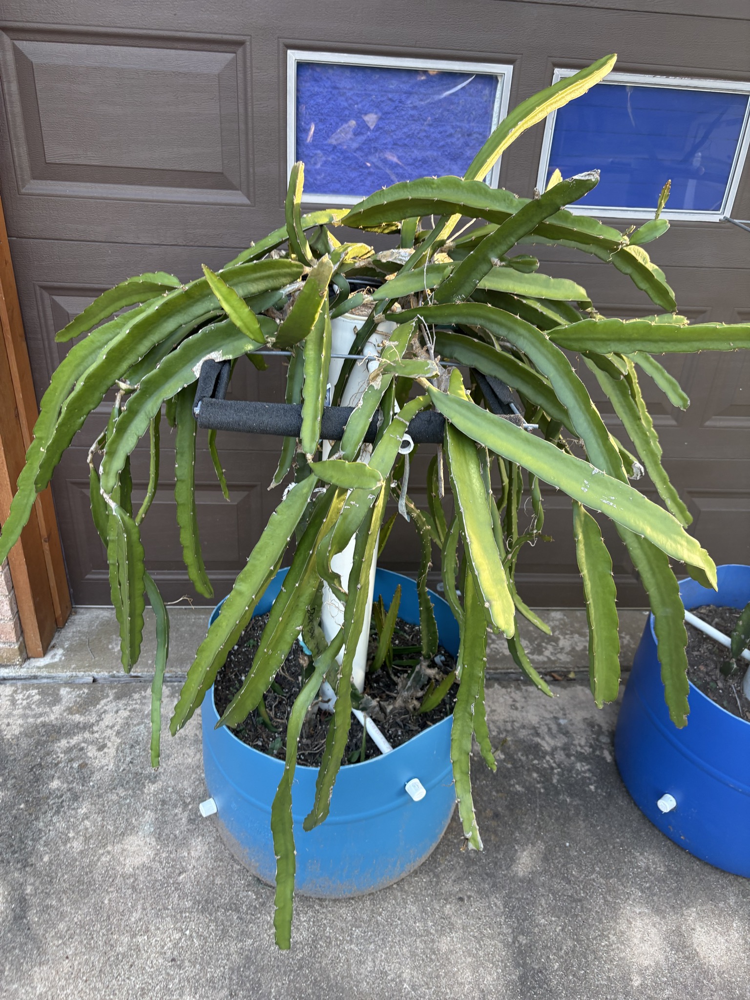 Live botanical plants