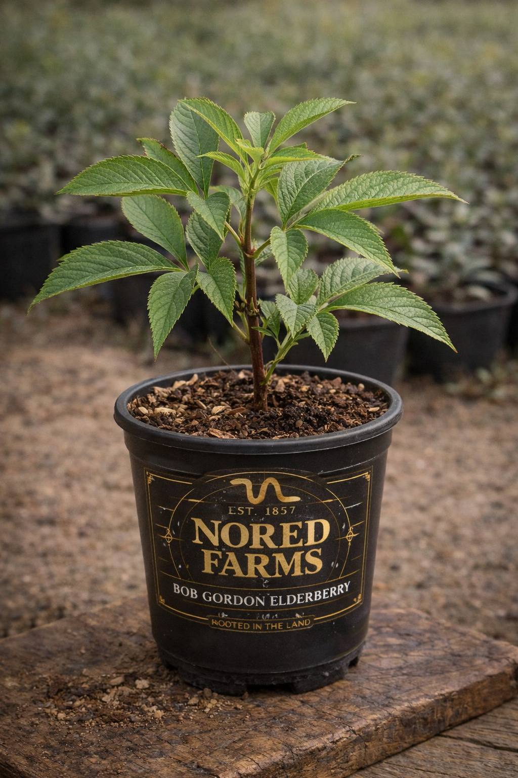 Bob Gordon Elderberry plant