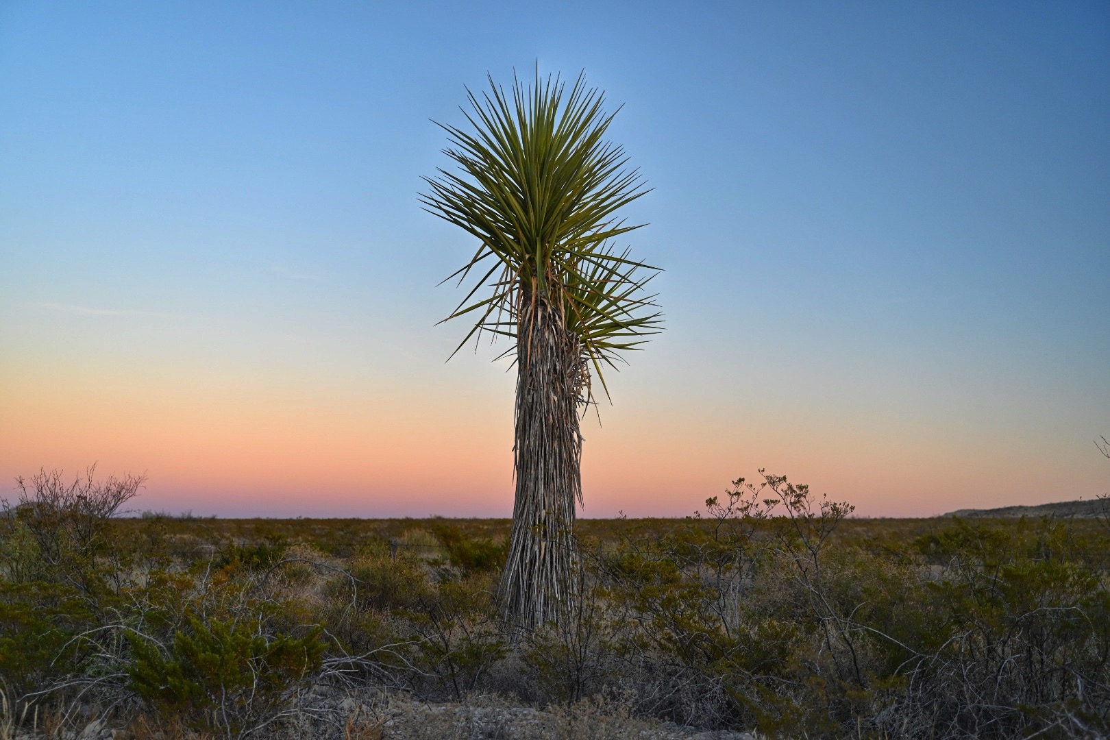 Texas Hill Country sunset with yucca silhouette - Nored Farms landscape